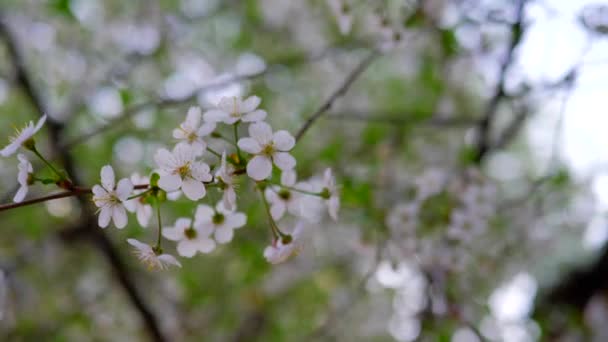 Flores Blancas Florecieron Cerezo Primavera Día Soleado — Vídeo de stock