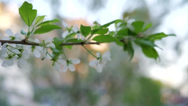 Flores Brancas Floresceram Uma Cerejeira Primavera Dia Ensolarado — Vídeo de Stock