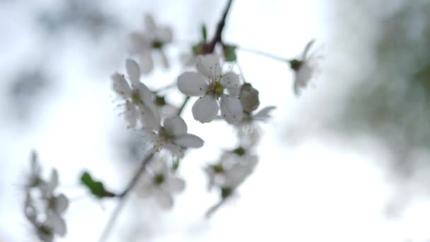 Florile Albe Înfloreau Cireș Primăvară Însorită — Videoclip de stoc