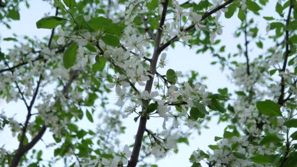 Белые Цветы Расцвели Вишне Весна Солнечный День — стоковое видео