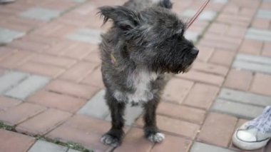 Tasmalı küçük bir köpek, sahibiyle yürüyüşe çıkmak için sokakta. Yaz günü