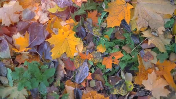 公园里有黄秋的树叶 旋转相机 — 图库视频影像