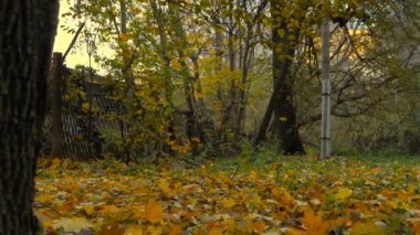 Sonbahar günü park yolunda yürü. Sarı yapraklar yolda