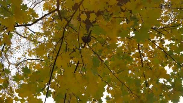 Camine Por Sendero Del Parque Día Otoño Hojas Amarillas Pista — Vídeo de stock