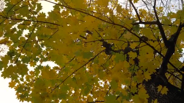 秋天的一天 沿着公园小径散步 田径上的黄叶 — 图库视频影像