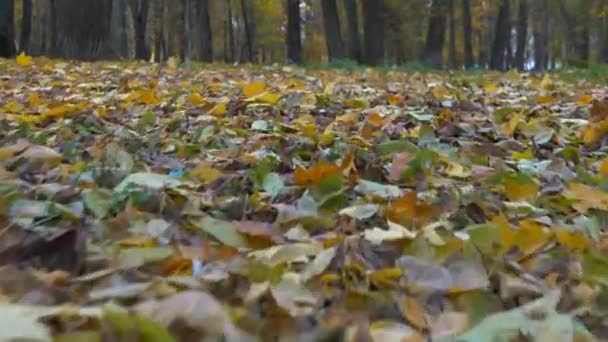 秋の日に公園のパスに沿って歩く 線路の上に黄色の葉 — ストック動画