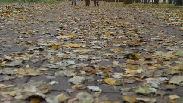 Promenera Längs Parkens Stig Höstdagen Gula Blad Spåret — Stockvideo