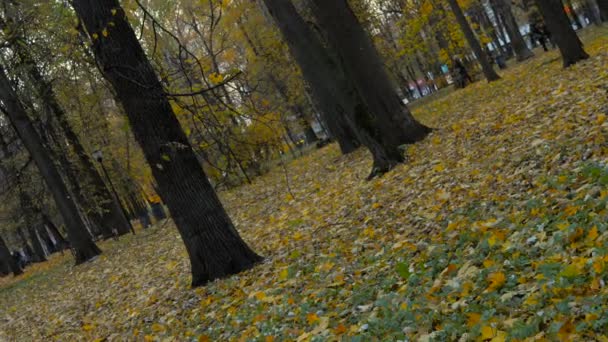 秋天的一天 沿着公园小径散步 田径上的黄叶 — 图库视频影像