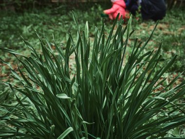 Pembe Çiçekler tarlada. Güneşli bir gün