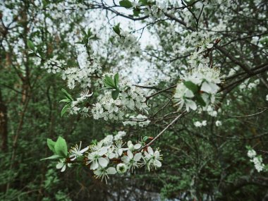 Bir dalın üzerinde kiraz beyaz çiçekleri. Güneşli bir gün