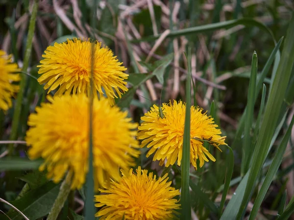 Yellow Dandelions Field Sunny Day — Stock Photo, Image