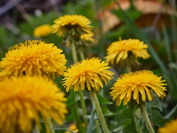 Yellow Dandelions Field Sunny Day — Stock Photo, Image