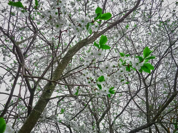 枝に春桜の白花を咲かせます 晴れた日 — ストック写真