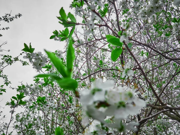 Primavera Flores Blancas Cereza Una Rama Día Soleado —  Fotos de Stock