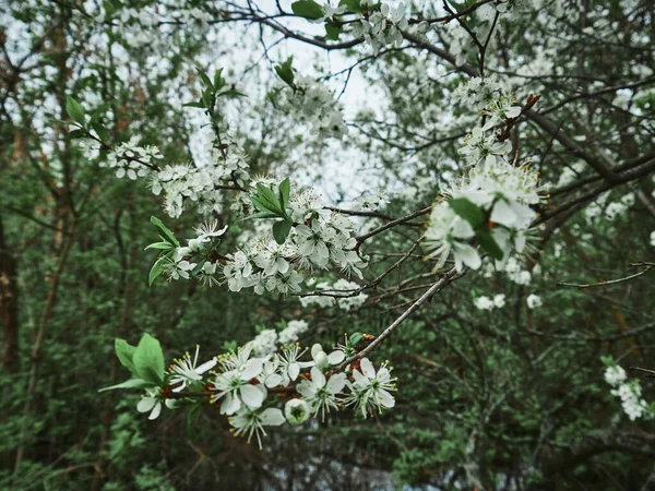Flores Brancas Cereja Primavera Ramo Dia Ensolarado — Fotografia de Stock