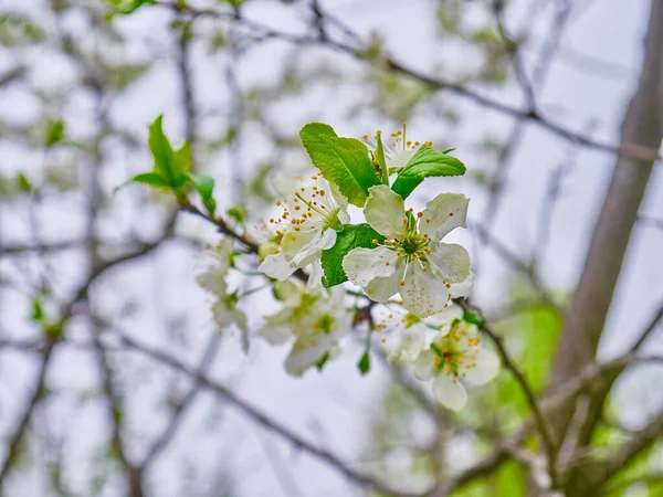 枝に春桜の白花を咲かせます 晴れた日 — ストック写真