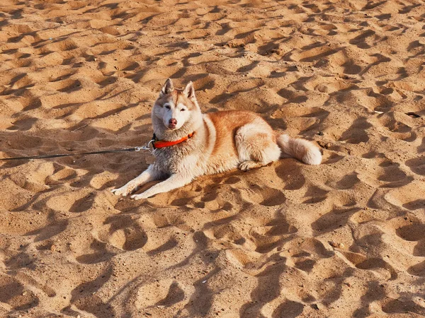 Husky Hund Liegt Auf Dem Sand Einem Sonnigen Tag — Stockfoto