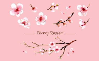 Sakura çiçek kümesi. Sakura vektör çiçek. Vektör çizim.