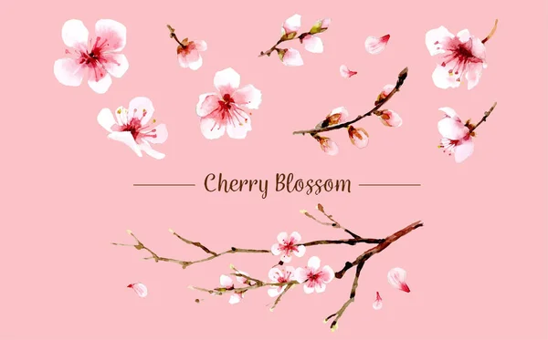 Sakura Bloem Set Sakura Vector Bloem Vectorillustratie — Stockvector