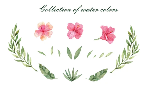 Ensemble Floral Vectoriel Collection Florale Colorée Avec Des Feuilles Des — Image vectorielle