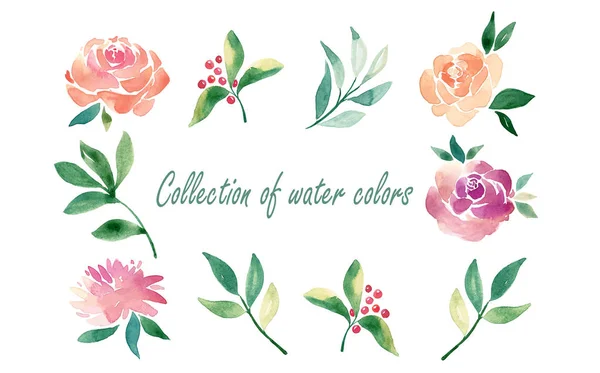 Vektorvirágszett Színes Virágkollekció Levelek Virágok Rajz Akvarell Tavaszi Vagy Nyári — Stock Vector