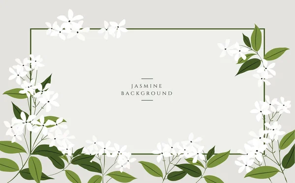 Vector Jasmijn Bloem Banners Ontwerp Voor Thee Natuurlijke Cosmetica Schoonheid — Stockvector