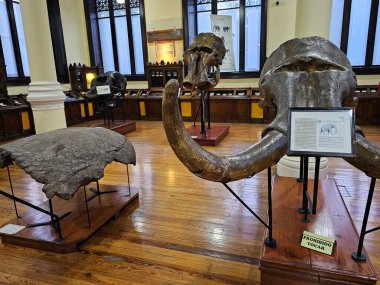 Mexico City, Meksika - 31 Ocak 2024: Santa Maria la Ribera 'daki UNAM Jeoloji Müzesi, Paleontoloji, Mineraller, Kayalar ve Meteoritler