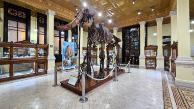 Mexico City, Meksika - 31 Ocak 2024: Santa Maria la Ribera 'daki UNAM Jeoloji Müzesi, Paleontoloji, Mineraller, Kayalar ve Meteoritler