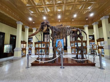 Mexico City, Meksika - 31 Ocak 2024: Santa Maria la Ribera 'daki UNAM Jeoloji Müzesi, Paleontoloji, Mineraller, Kayalar ve Meteoritler