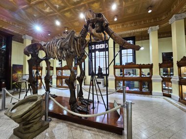 Mexico City, Meksika - 31 Ocak 2024: Santa Maria la Ribera 'daki UNAM Jeoloji Müzesi, Paleontoloji, Mineraller, Kayalar ve Meteoritler
