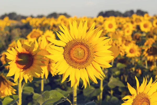 Sabah güneş tarafından aydınlatılmış bir alanda ayçiçeği çiçek