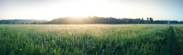 Kırsal manzara, sabah gündoğumu yeşil çayır ve orman
