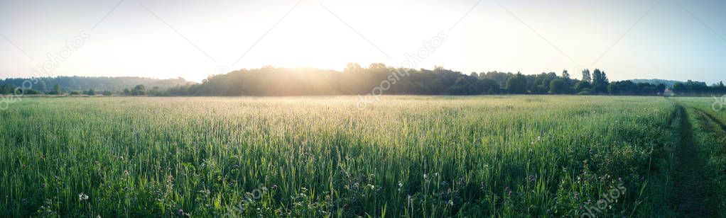 Rural landscape, morning sunrise over the green meadow and forest