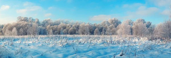 Karla kaplı ağaçlar ile kış ormanın panoramik fotoğraf