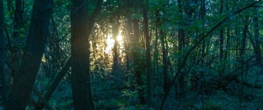 Akşamları orman manzarasının doğal görünümü