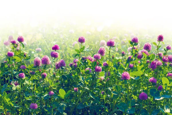 Açık bir arka plan üzerinde alan yonca çiçekler