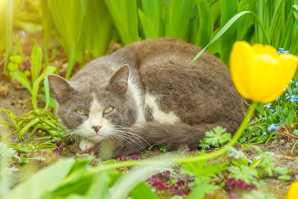 Hemlösa Katten Sitter Gräset Promenader Parken Äta Läkemedel Gräs — Stockfoto