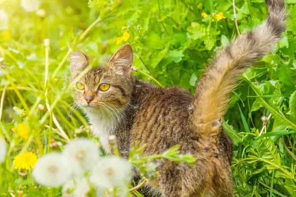 Hemlösa Katten Sitter Gräset Promenader Parken Äta Läkemedel Gräs — Stockfoto