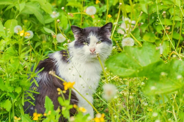 Hemlösa Katten Sitter Gräset Promenader Parken Äta Läkemedel Gräs — Stockfoto