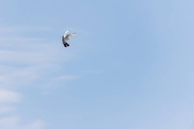 güvercinler yüksek uçmak gökyüzünde, bulutlarda yükselen