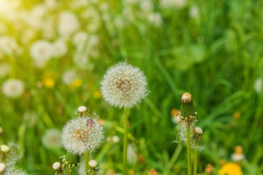 Karahindiba çayırda çiçek alan, çim, bal renkli çiçek açan tohum alanın karşısındaki sinek