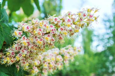 güneşli havalarda güzel çiçeklerin kestane, beyaz çiçekli demet