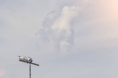 güvercinler yüksek bir sopa, mavi bulutlar oturmak ve uçmak istiyor musunuz