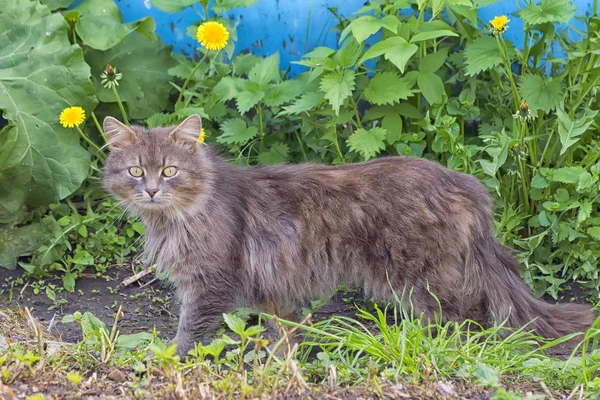 Wild Gray Cat Walks Grass Homeless Animal Frightened — Stock Photo, Image