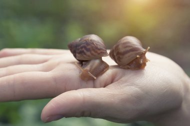 ahatina el salyangoz ellerine, küçük pets otur.