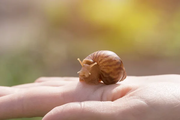 hand snails of the ahatina sit on their hands, small pets