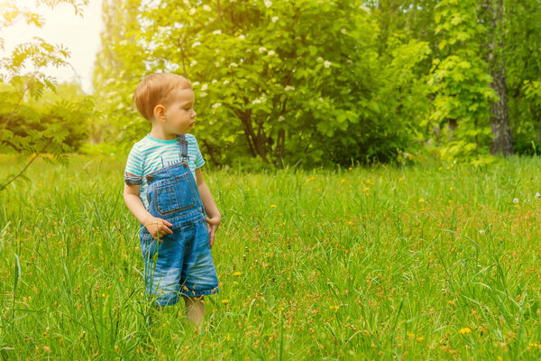 little boy walking on the grass in the Park, collects dandelions, flowers, running, having fun, in a blue jumpsuit