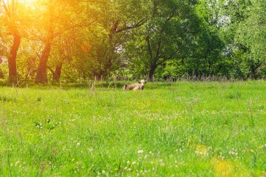 Yalnız bir boğa, bir inek bir çayırda, güneşli bir çayır üzerinde yeşil çim yeme otlatma