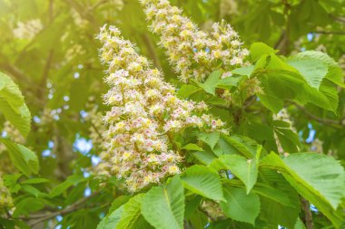 güneşli havalarda güzel çiçeklerin kestane, beyaz çiçekli demet