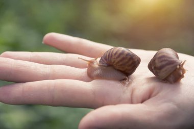 ahatina el salyangoz ellerine, küçük pets otur.